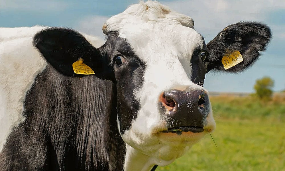 Doenças comuns no período de transição