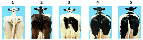 escore milkp.gif