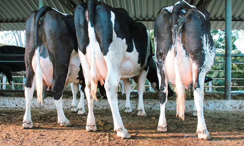 Escore corporal pode afetar a reprodução bovina