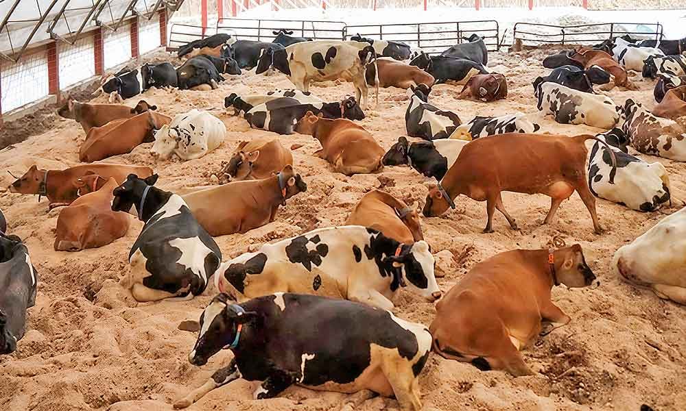 Estresse térmico em bovinos