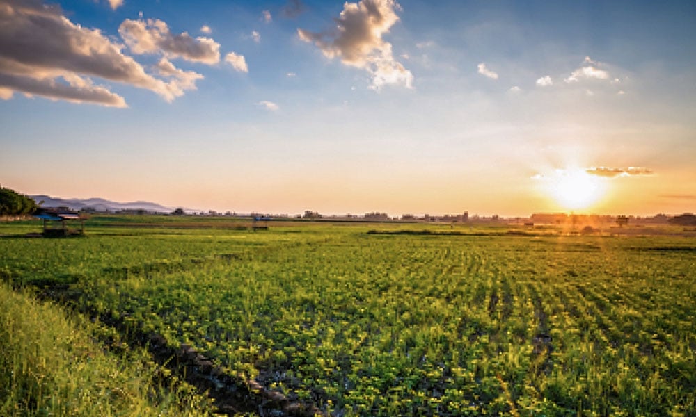 Estresse térmico em fazendas leiteiras