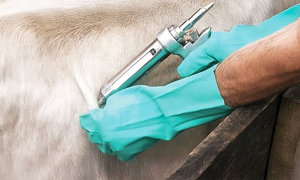 Febre aftosa no rebanho