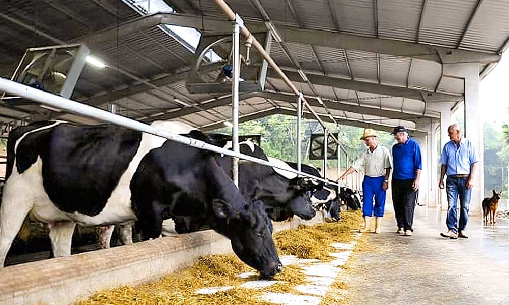Ferramenta 5S na gestão de fazendas de leite