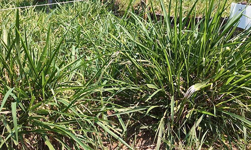 Forrageiras para alimentação bovina