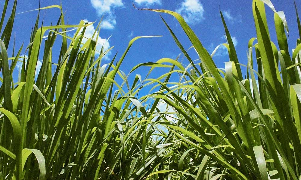 Tipos de forrageiras para alimentação bovina