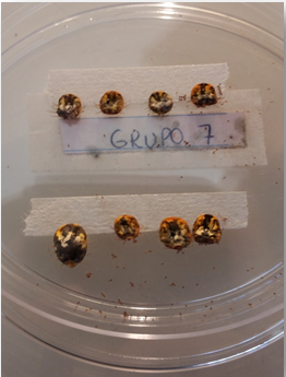grupo 7