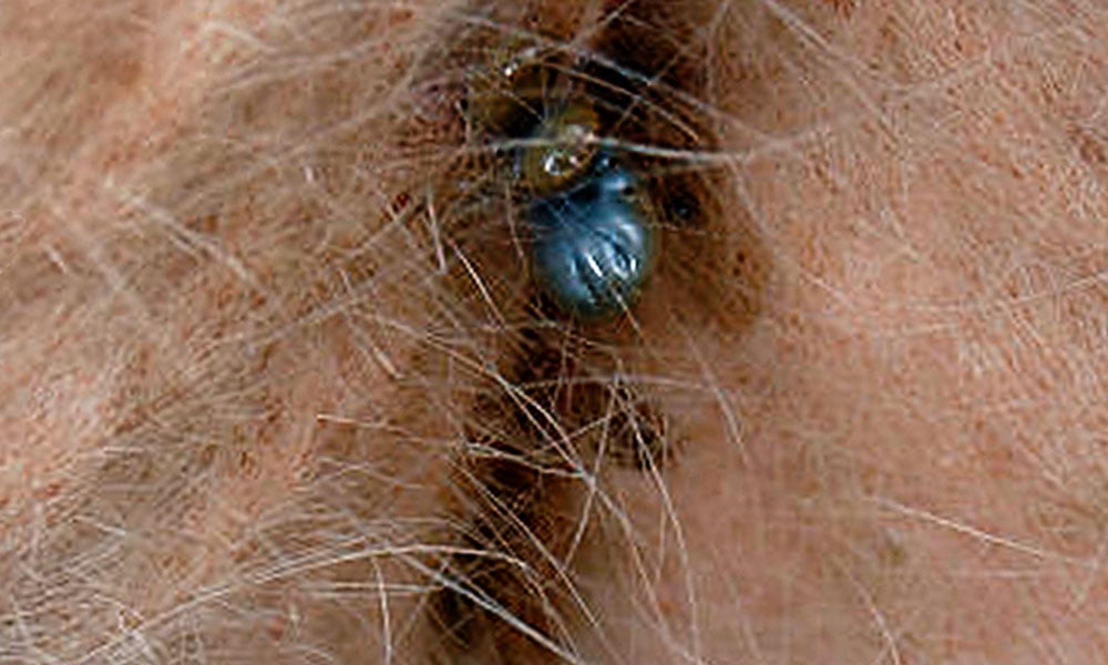 Controle do carrapato bovino