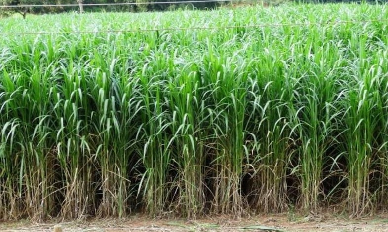 Silagem de BRS Capiaçu como alternativa de alimento volumoso