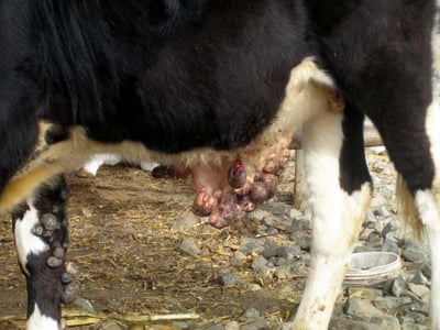 Papilomatose bovina