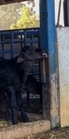 Bezerra lambendo a instalação