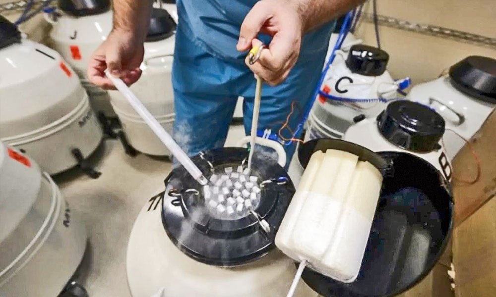 Inseminação artificial em vacas leiteiras de tempo fixo