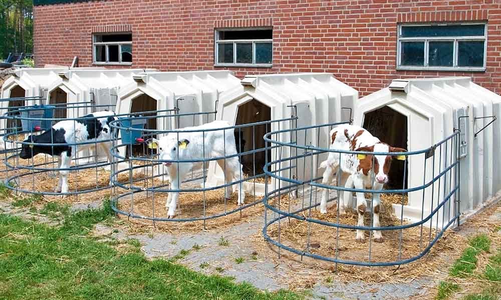 Instalações de bezerras