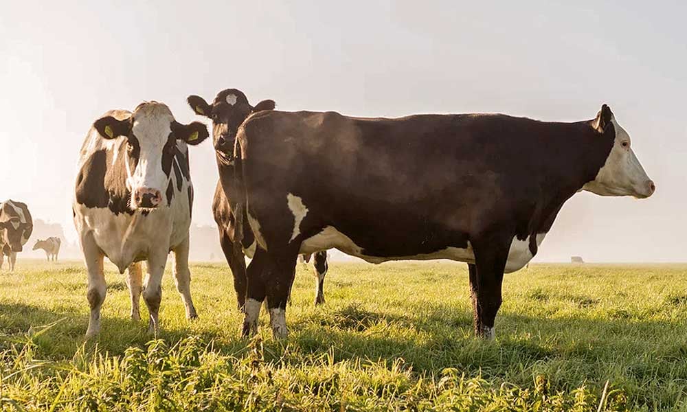 Leptospirose no rebanho leiteiro