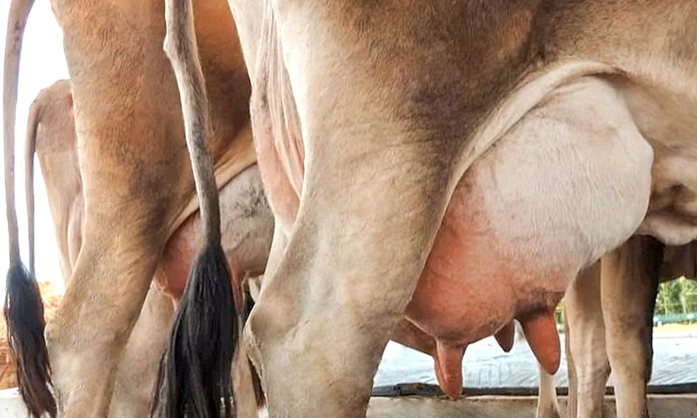 Como garantir qualidade no manejo de ordenha