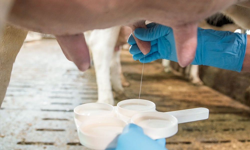 Dicas de manejo para reduzir a CBT