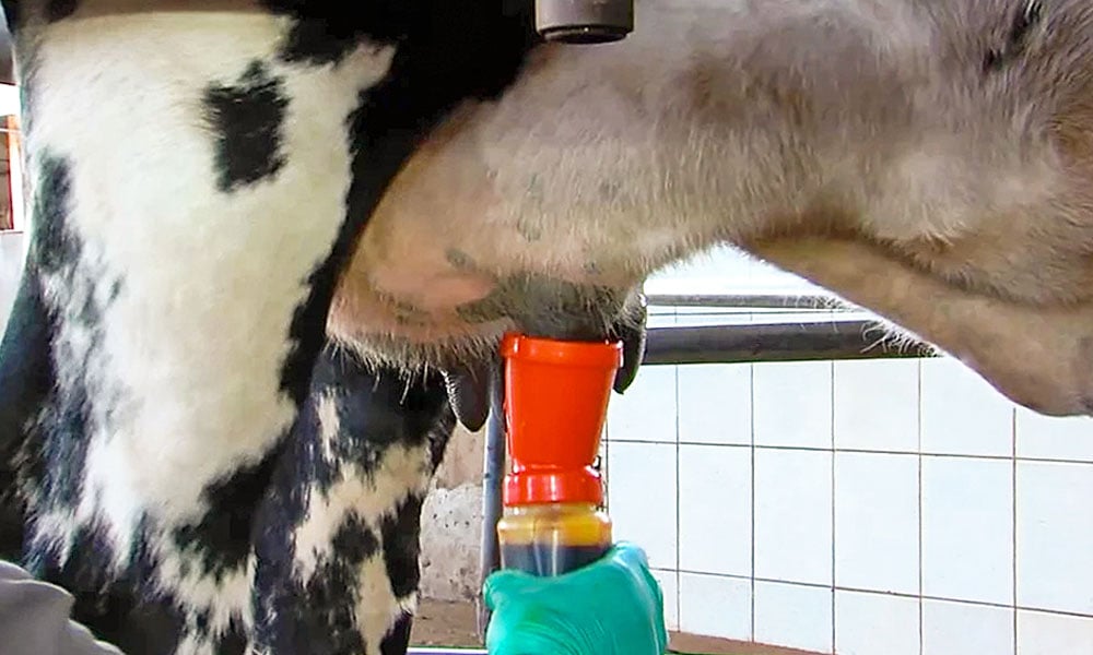 Mastite em vacas leiteiras