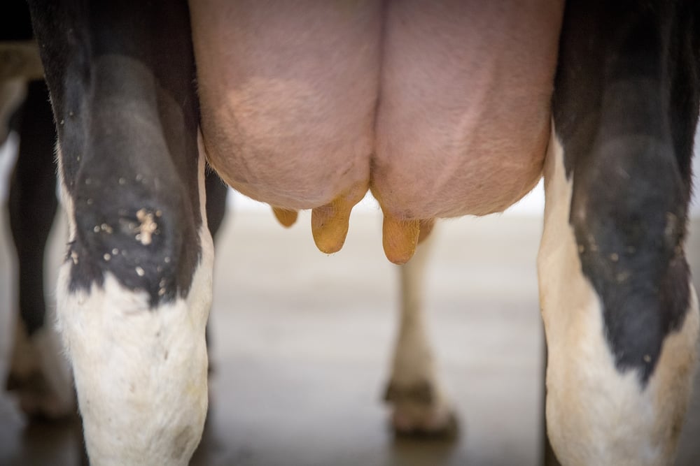 Vacas, cada vez mais produtivas, merecem mais atenção