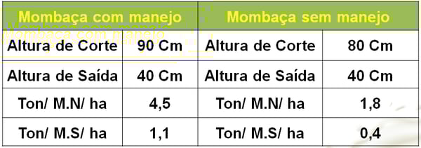 mombaça com manejo e sem manejo
