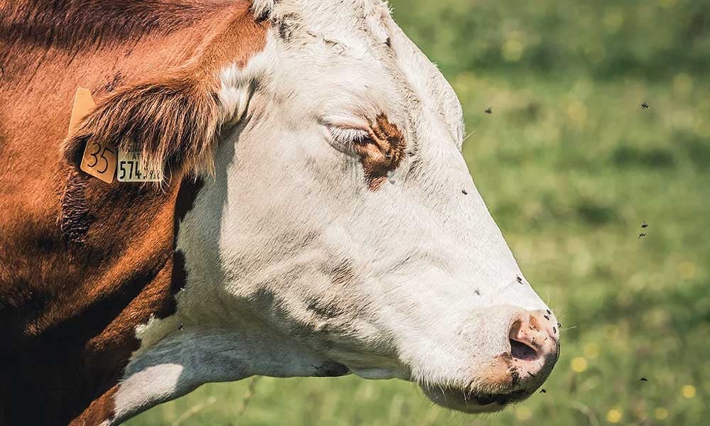 Mosca-dos-chifres em bovinos