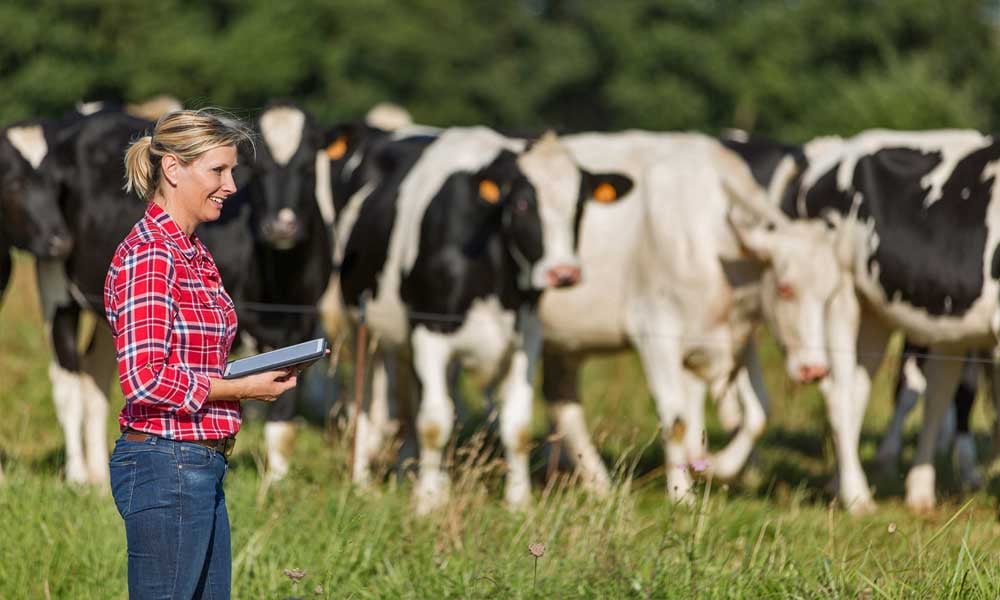 mulher_estudar_em_casa_vacas_pecuaria_leiteira_fundacao_roge.jpg