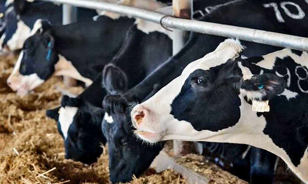 Nutrição de vacas leiteiras