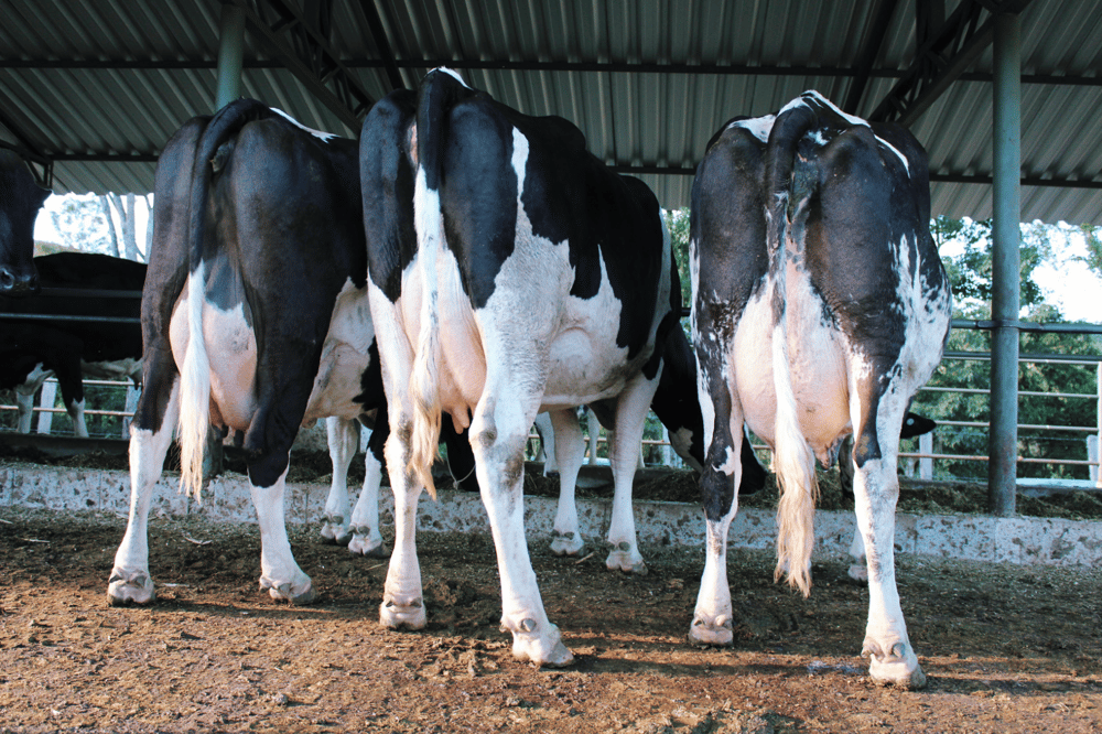 Como o escore corporal pode afetar a reprodução bovina