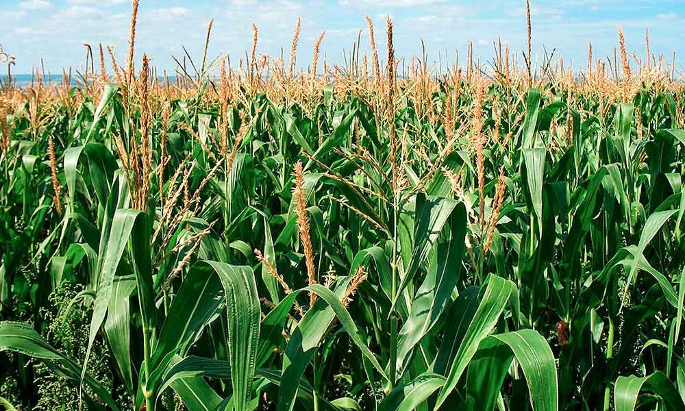 Produção de milho safrinha para silagem