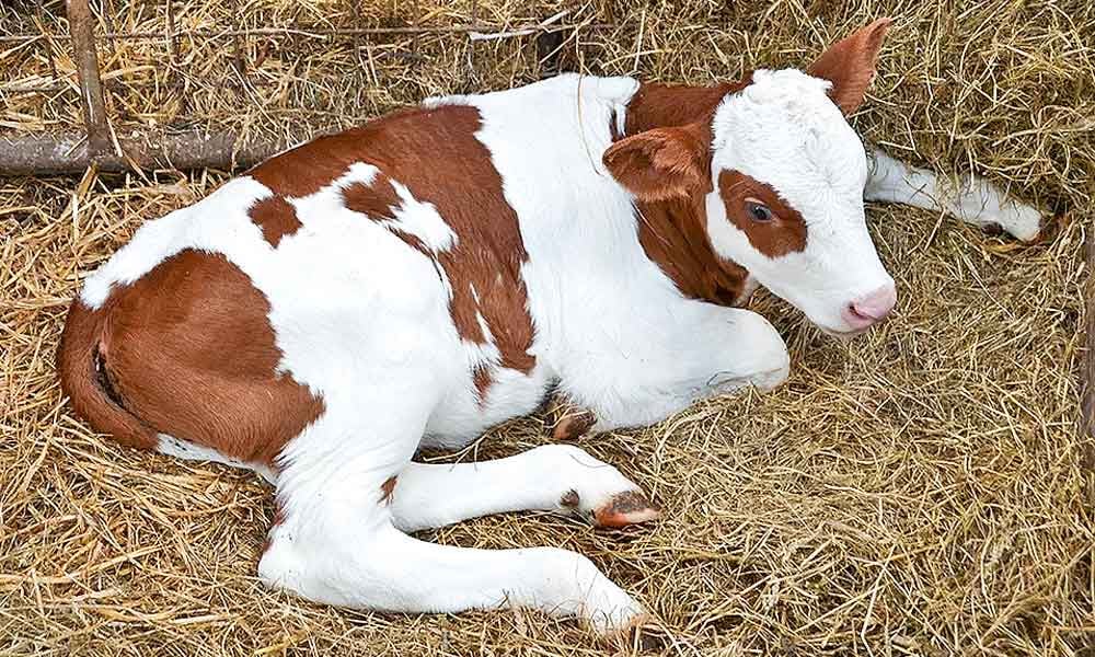 Quanto custa criar bezerra