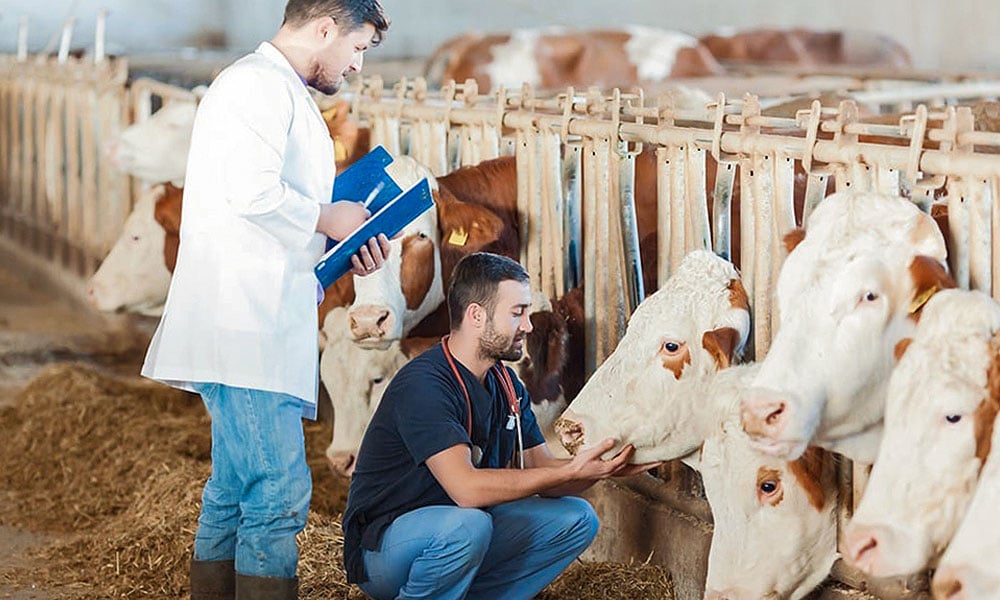 Fatores influenciadores na queda de produção leiteira