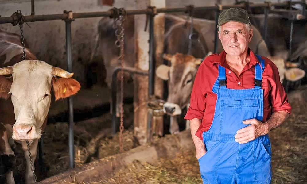 Como reduzir desperdícios de habilidades humanas em fazendas de leite