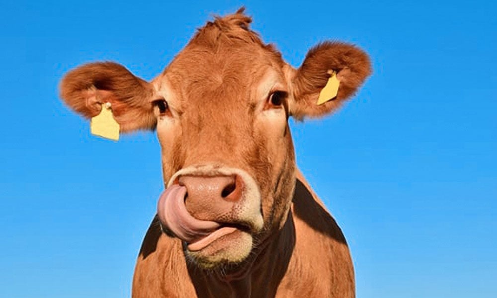 Dicas para evitar a repetição de cio em vacas leiteiras