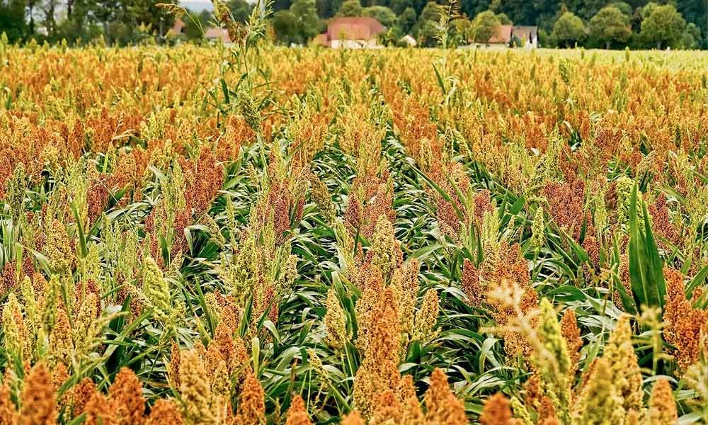 Silagem de sorgo