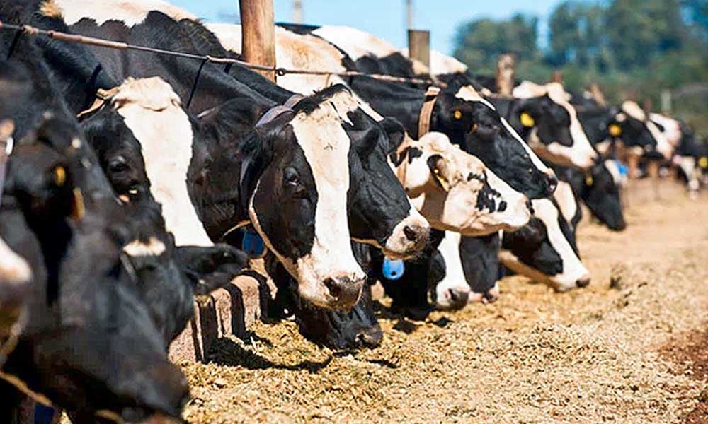 Inoculante no melhoramento da silagem de vacas leiteiras