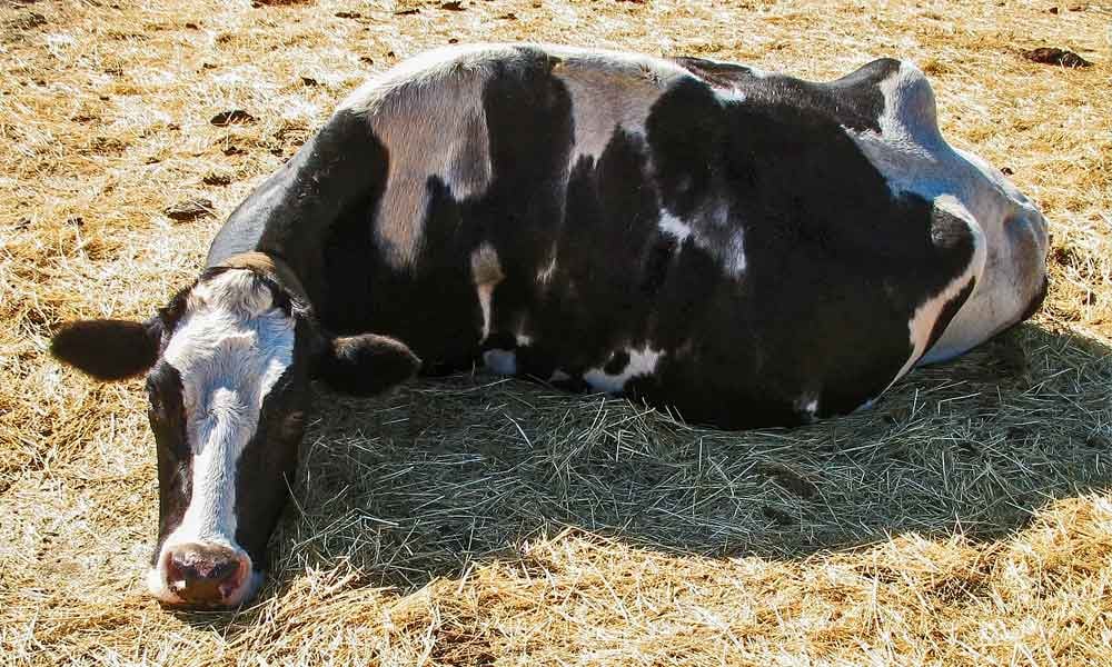 Síndrome da vaca caída