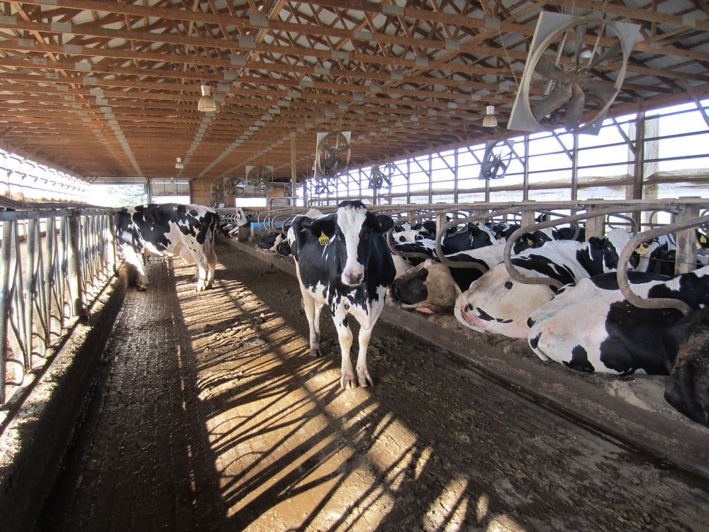 Principais cuidados com o período seco na produção de leite