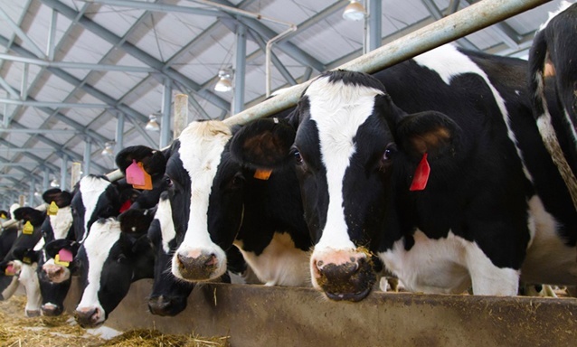 Cuide da alimentação do seu gado e previna a acidose ruminal