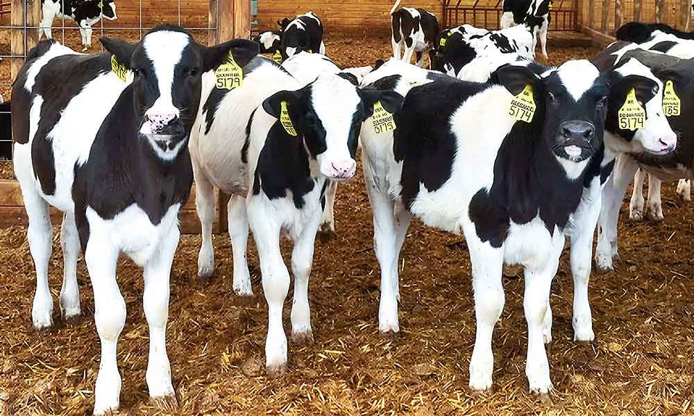 Sucedâneos lácteos na alimentação de bezerras