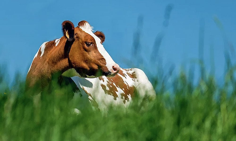 Tuberculose no rebanho leiteiro