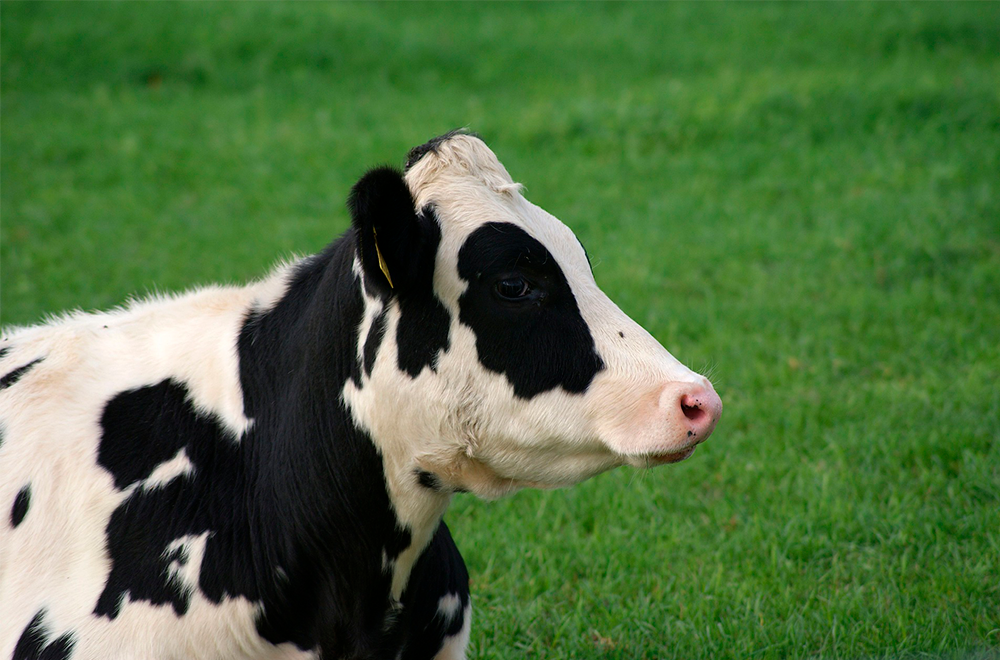 Uma foto ou um filme sobre o controle de carrapatos em bovinos?