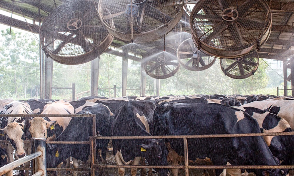 vacas-resfriamento-de-vacas-leiteiras-fundacao-roge