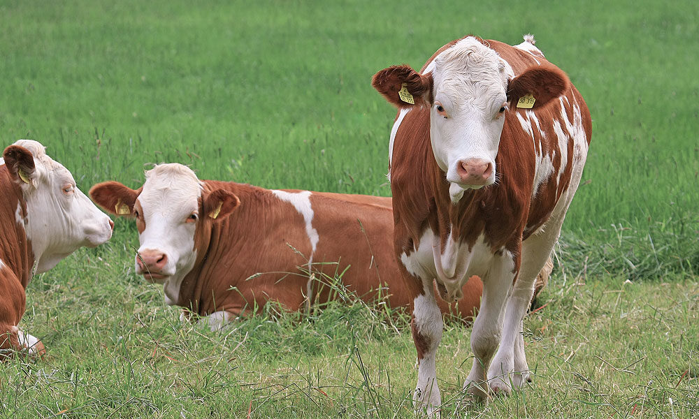 vacas_tristeza_parasitaria_bovina_fundacao_roge.jpg