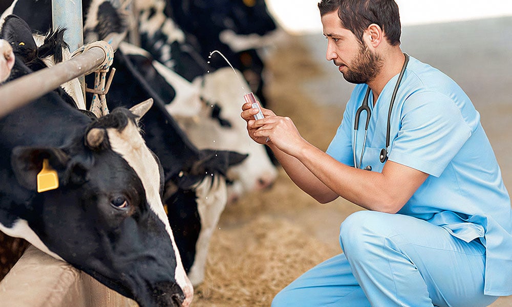 Vacinação no rebanho leiteiro