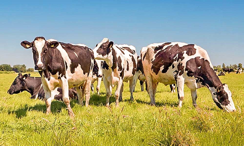 Vacine o rebanho contra costridioses