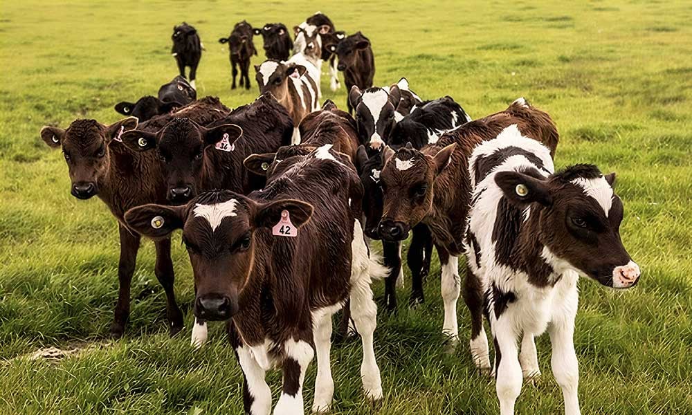 Venda de bezerros como tercerização