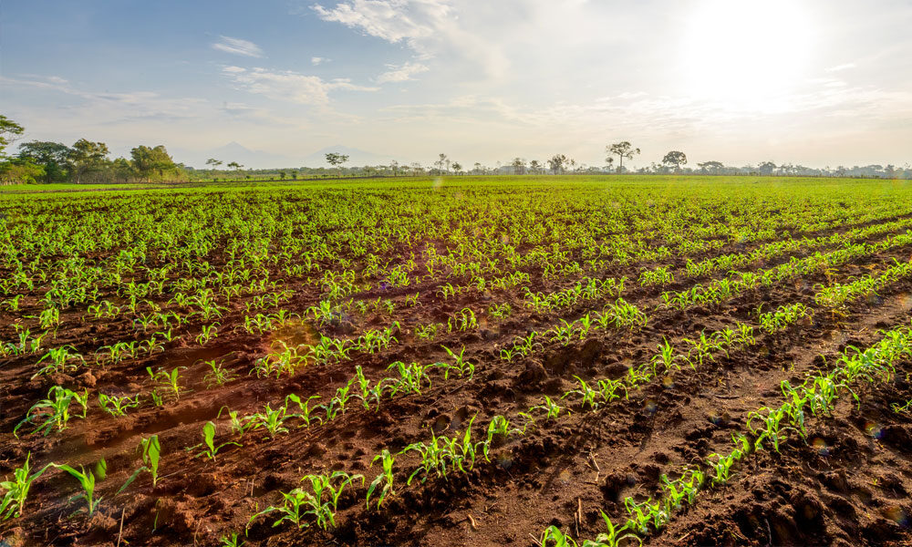 https://www.fundacaoroge.org.br/hubfs/Blogposts/Clube%20Leiteiro/2025/03-Mar%C3%A7o/fundacao_roge_lavoura_sem_plantas_daninha.jpg