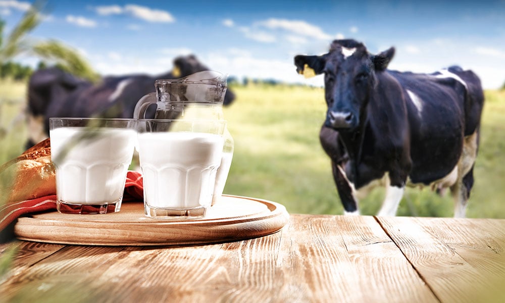 https://www.fundacaoroge.org.br/hubfs/Blogposts/Clube%20Leiteiro/2025/04-Abril/vacas_A2_A2_fundacao_roge.jpg