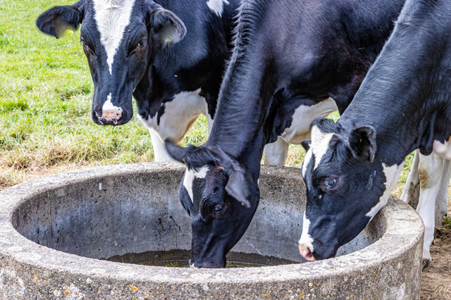 https://118463.fs1.hubspotusercontent-na1.net/hubfs/118463/Clube%20Leiteiro/termorregulacao-agua-consumo-rebanho-.jpg